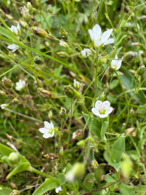 Galmei-Frühlingsmiere
