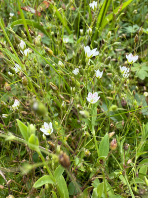 Galmei-Frühlingsmiere