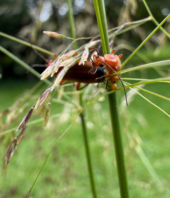 Roter Weichkäfer auf Deschampsia c. Sorte