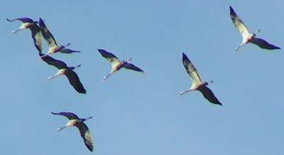 Grus_grus_-_Kranich_04.jpg