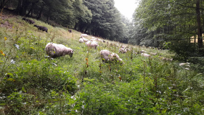 IMG-20250727-WA0000.jpeg
