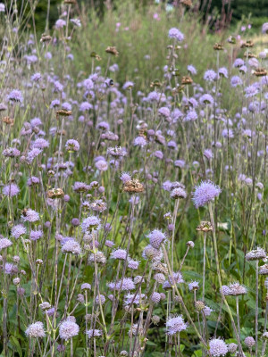 Teufelsabbiss