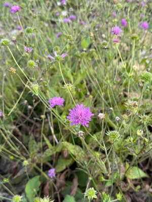 Blüte - Ungarische Witwenblume (Knautia drymeia)
