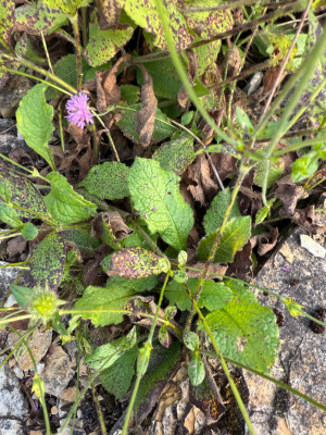 Blatt - Ungarische Witwenblume (Knautia drymeia)