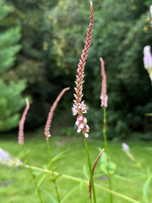 Bistorta amplexicaulis Roseum