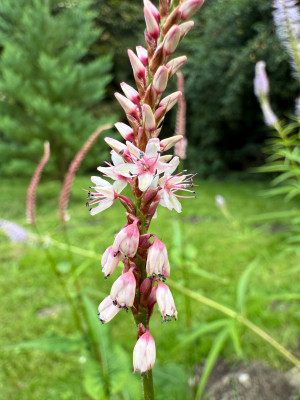 Bistorta amplexicaulis Roseum