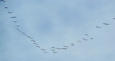 Grus_grus_-_Kranich_06.jpg
