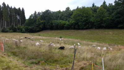 IMG-20250729-WA0003.jpeg