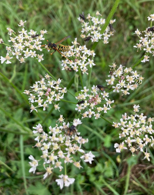 IMG_7377.jpeg