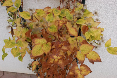 Clematis_0010__1416.jpg