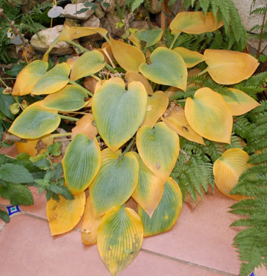 Hosta_blau_0010_1406.jpg