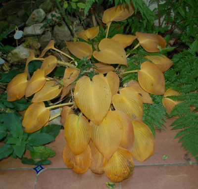 Hosta_blau_0011__1455.jpg