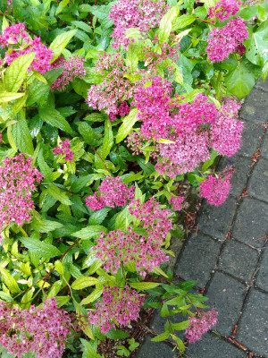 Spirea bumalda