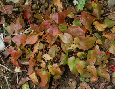 Elfenblume_0010__1423.jpg
