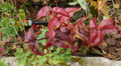 Felberich_0010__1421.jpg