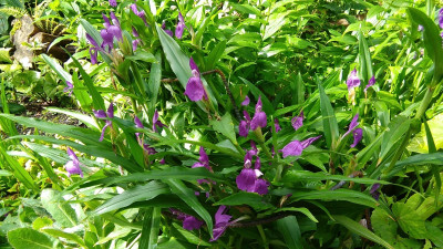 Roscoea auriculatta