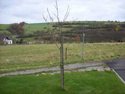Baum_001_kle.jpg