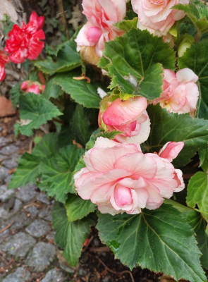 Begonia