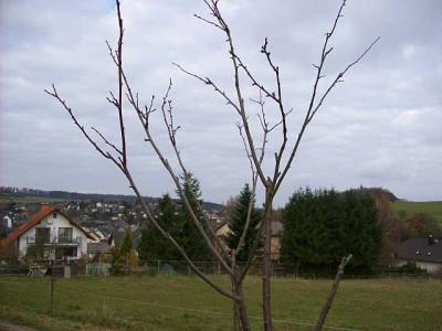 Baum_005_k.jpg