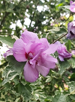 Hibiskus
