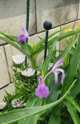 Stokesia, Roscoea purpurea