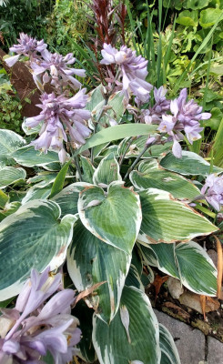 Hosta