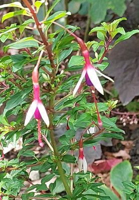 Fuchsia magellanica