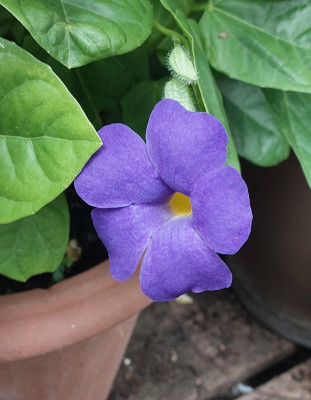 Tunbergia battiscombei