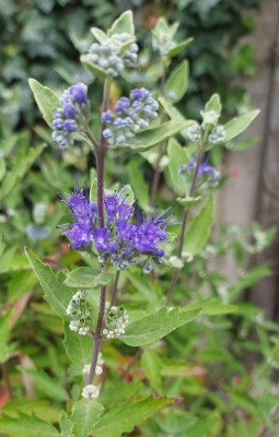 Caryopteris