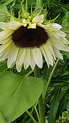 Sonnenblume