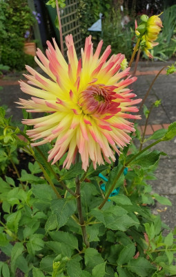 Dahlia Spassmacher