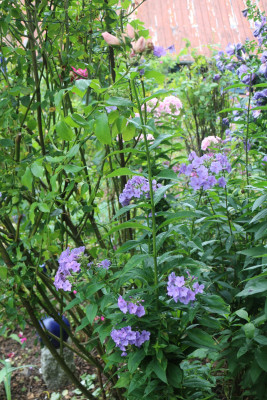 Phlox Blaue Urgewalt 7.JPG