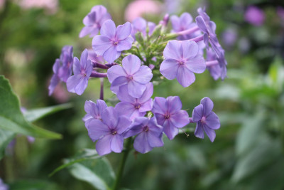 Phlox Blaue Urgewalt 8.JPG