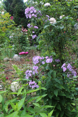 Phlox flieder hoch kleinbluetig.JPG