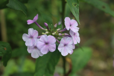 Phlox flieder hoch kleinbluetig 3.JPG