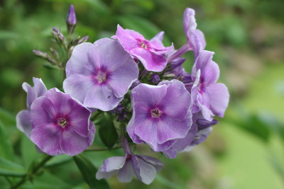 Phlox Graefin v Schwerin 2.JPG