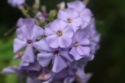 Phlox Donau 2.JPG