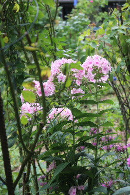 Phlox hellrosa hoch Hib 2.JPG