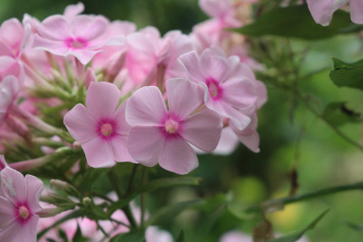 Phlox hellrosa hoch Hib 4.JPG