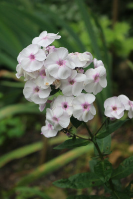 Phlox Light Blue Flame Fragez 2.JPG