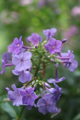 Phlox blauelich Fisch 2.JPG