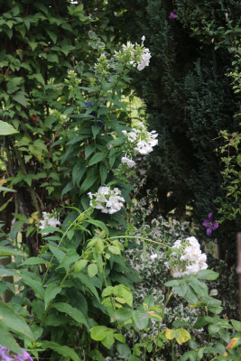 Phlox weiss hoch spaet.JPG