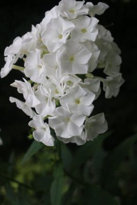 Phlox weiss hoch spaet 7.JPG