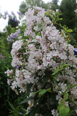 Phlox Nirvana.JPG