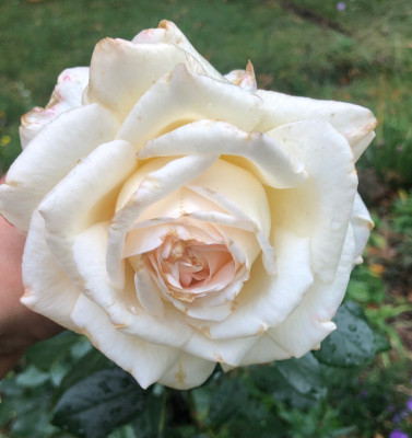 Letzte Blüte letztes Jahr, sehr sehr groß
