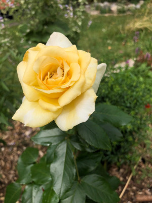 Erste Blüte letztes Jahr, schrecklich