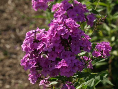 Hesperis (4).JPG