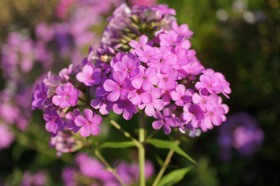 Hesperis (5).JPG