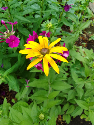 Rudbeckia