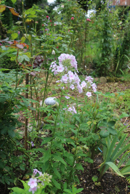 Phlox zartrosa hinten rechts 8.JPG